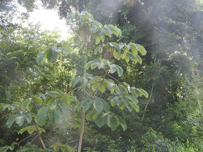 Cecropia peltata, photographed by Juan Cruzado Cortés