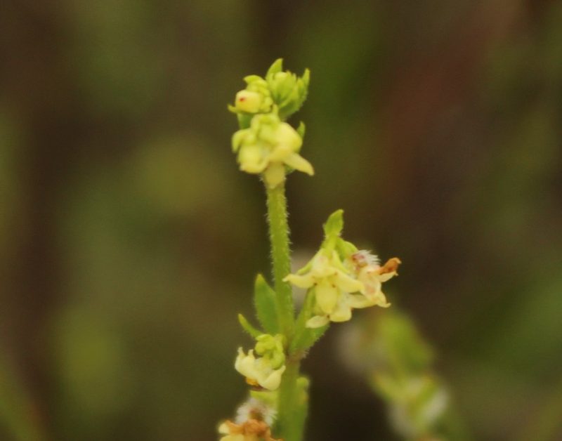 Trichogalium canescens, photographed by Andrés Ramírez-Barrera