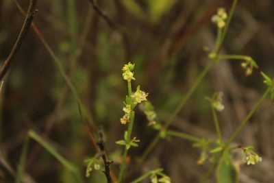 Trichogalium canescens, photographed by Andrés Ramírez-Barrera