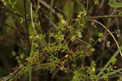 Trichogalium canescens, photographed by Andrés Ramírez-Barrera
