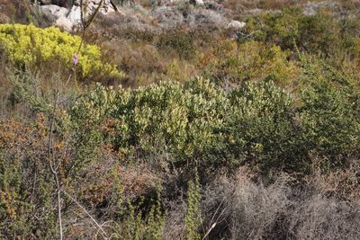 Leucadendron arcuatum, photographed by Tony Rebelo