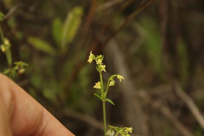 Trichogalium canescens, photographed by Andrés Ramírez-Barrera