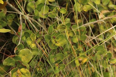 Myrcianthes leucoxyla, photographed by Andrés Ramírez-Barrera