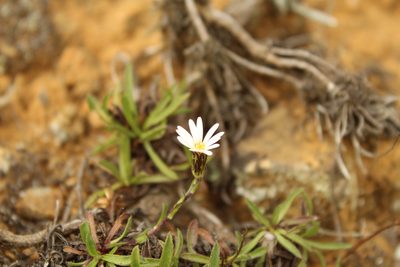 Noticastrum marginatum, photographed by Andrés Ramírez-Barrera