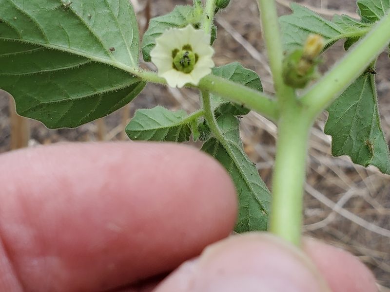 Physalis neomexicana, photographed by Craig Martin