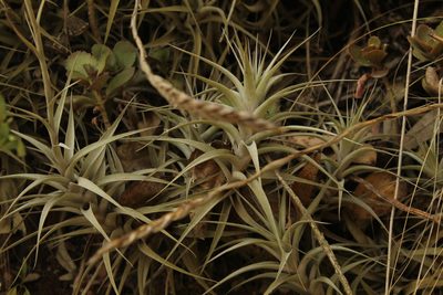 Tillandsia incarnata, photographed by Andrés Ramírez-Barrera