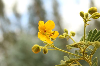 Senna multiglandulosa, photographed by Andrés Ramírez-Barrera