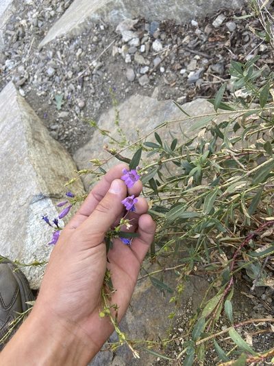 Penstemon platyphyllus, photographed by Grant Chovil