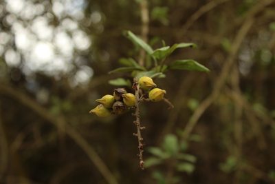 Duranta mutisii, photographed by Andrés Ramírez-Barrera
