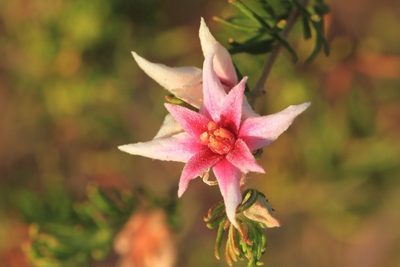 Boronia lanuginosa, photographed by dhfischer