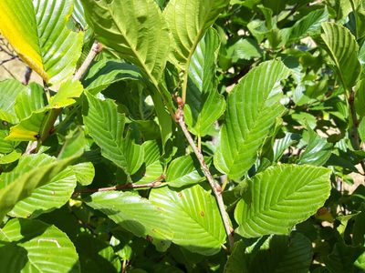 Rhamnus alpina, photographed by Rafael Medina