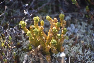 Huperzia continentalis, photographed by Syd Cannings