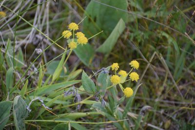Bupleurum americanum, photographed by Syd Cannings