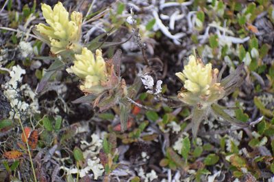 Castilleja hyperborea, photographed by Syd Cannings
