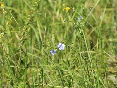 Linum perenne, photographed by Andrew Bazdyrev