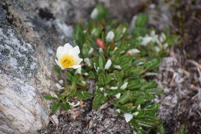 Dryas ajanensis, photographed by Syd Cannings