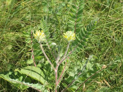 Astragalus dasyanthus, photographed by Andrew Bazdyrev