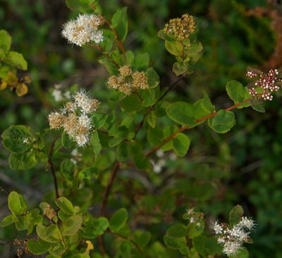 Spiraea stevenii, photographed by Donald Hampton