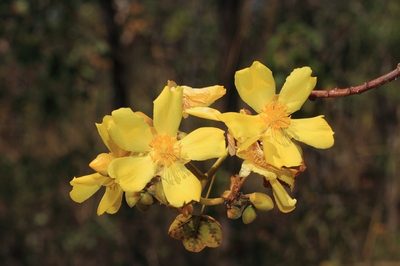 Cochlospermum fraseri, photographed by dhfischer