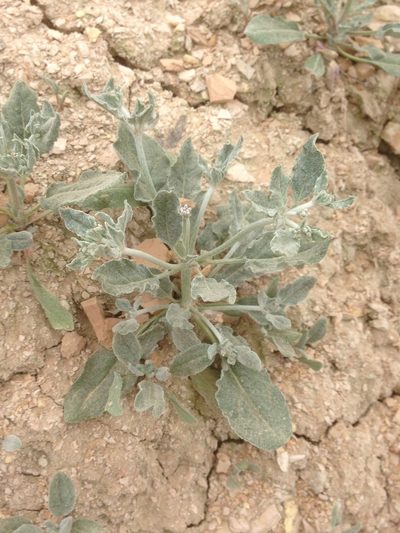 Eriogonum vestitum, photographed by Adam J. Searcy