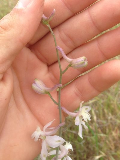 Delphinium gypsophilum, photographed by Adam J. Searcy