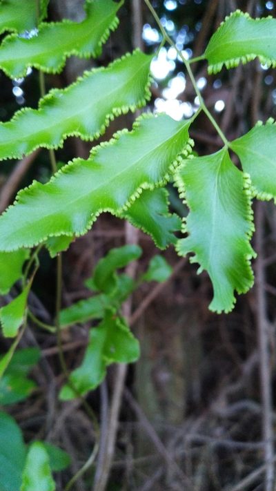 Lygodium reticulatum, photographed by Steve Fitzgerald