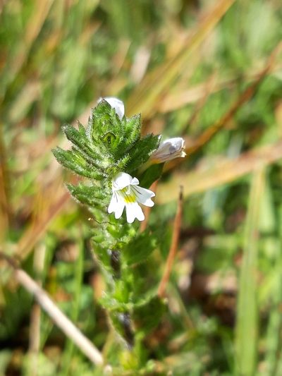 Euphrasia hirtella, photographed by Rafael Medina