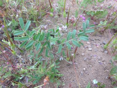 Astragalus didymocarpus, photographed by Adam J. Searcy