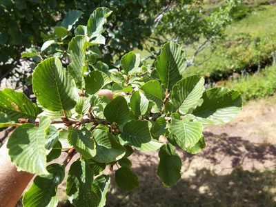 Rhamnus alpina, photographed by Rafael Medina