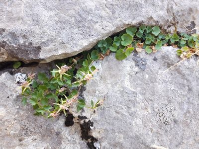 Campanula arvatica, photographed by Rafael Medina