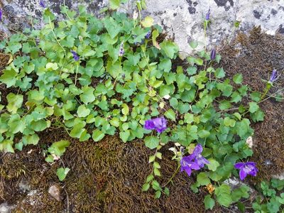 Campanula arvatica, photographed by Rafael Medina