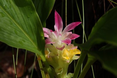 Curcuma australasica, photographed by dhfischer