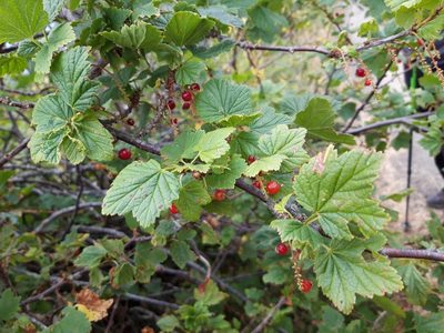 Ribes petraeum, photographed by Rafael Medina