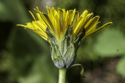 Taraxacum ceratophorum, photographed by Craig Martin