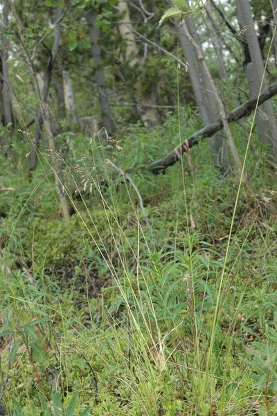 Festuca altaica, photographed by Syd Cannings