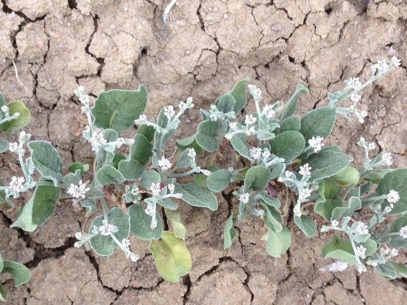 Eriogonum vestitum, photographed by Adam J. Searcy