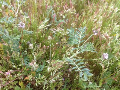 Astragalus didymocarpus, photographed by Adam J. Searcy