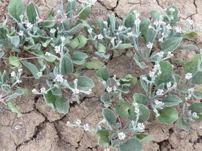 Eriogonum vestitum, photographed by Adam J. Searcy