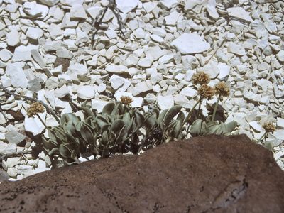 Eriogonum diatomaceum, photographed by Jim Morefield