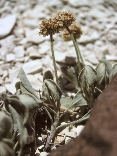 Eriogonum diatomaceum, photographed by Jim Morefield