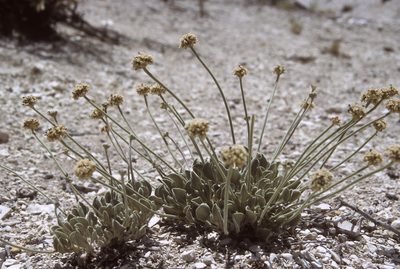 Eriogonum diatomaceum, photographed by Jim Morefield
