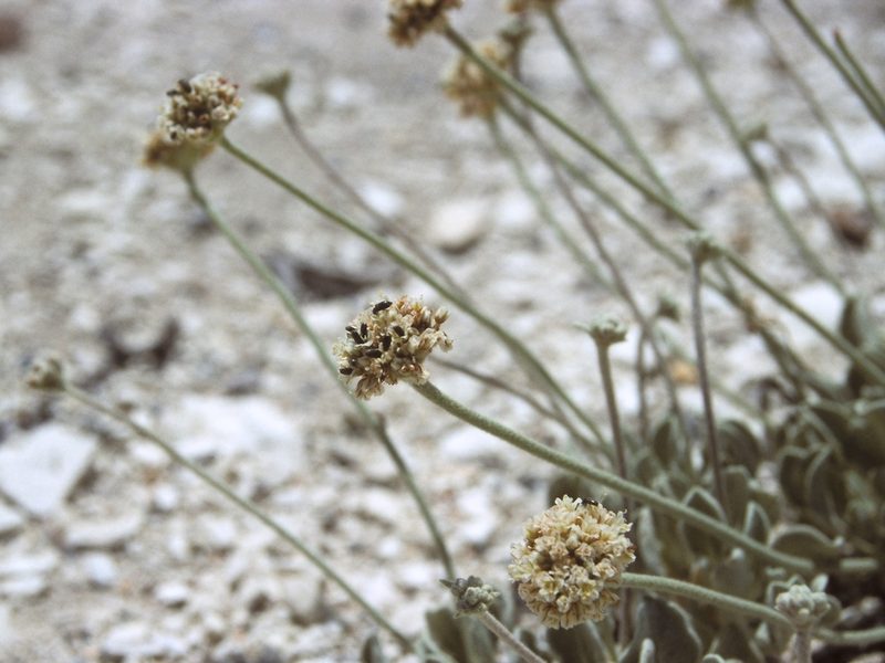 Eriogonum diatomaceum, photographed by Jim Morefield