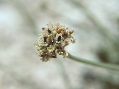 Eriogonum diatomaceum, photographed by Jim Morefield