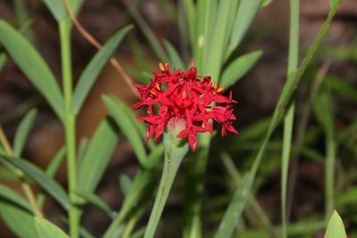 Pimelea punicea, photographed by dhfischer