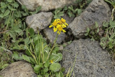 Packera dimorphophylla, photographed by Craig Martin