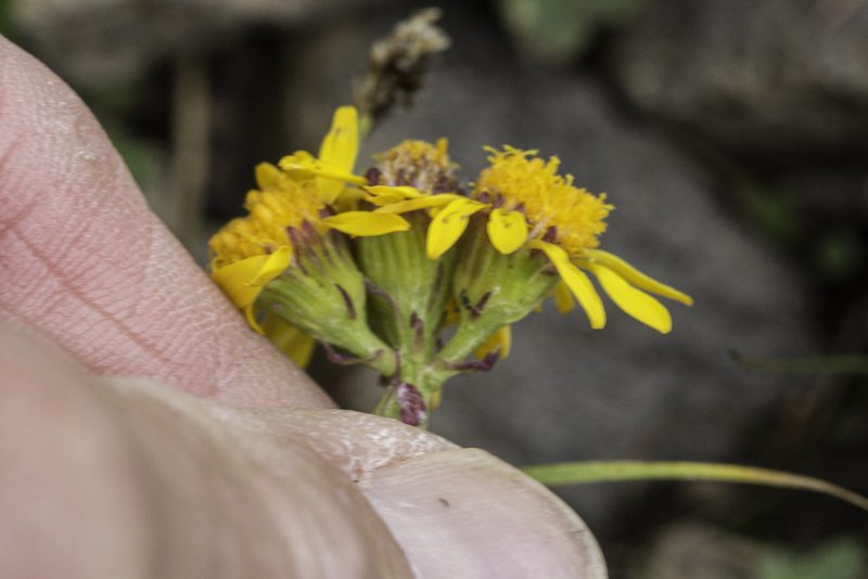 Packera dimorphophylla, photographed by Craig Martin