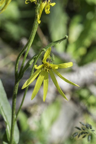 Senecio amplectens, photographed by Craig Martin