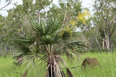 Livistona humilis, photographed by dhfischer