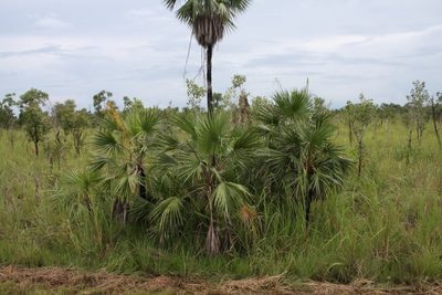 Livistona humilis, photographed by dhfischer