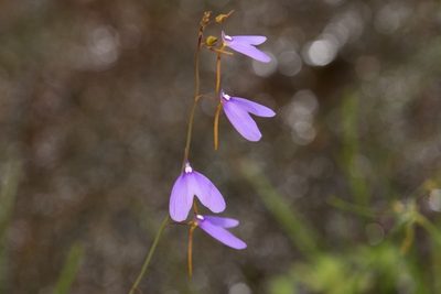Utricularia leptoplectra, photographed by dhfischer
